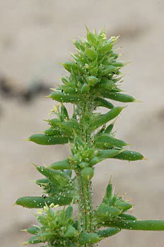 prickly saltwort close